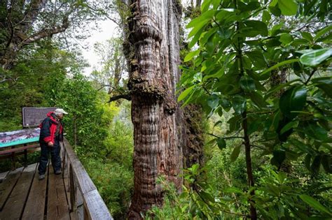 5,400-Year-Old Cypress Could Soon Be Identified As The World’s Oldest Tree | IFLScience