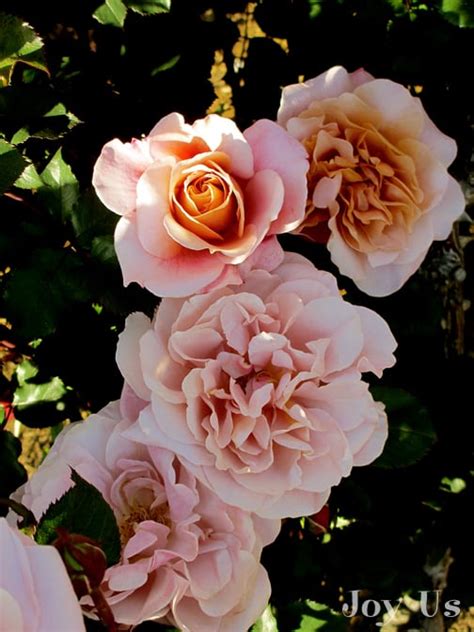 Ask Nell: The Best Way To Feed Roses Organically & Naturally