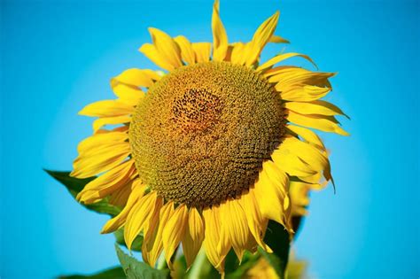 Sunflower Head Close Up on a Background of Blue Sky. Harvesting Sunflower Seeds Stock Image ...