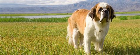 Saint Bernard - Dog Breed Health, History, Appearance, Temperament, and Maintenance