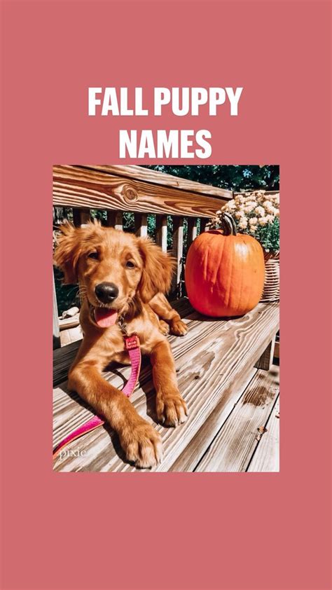 Fall puppy names | Halloween movies, Movies, Fun fall activities