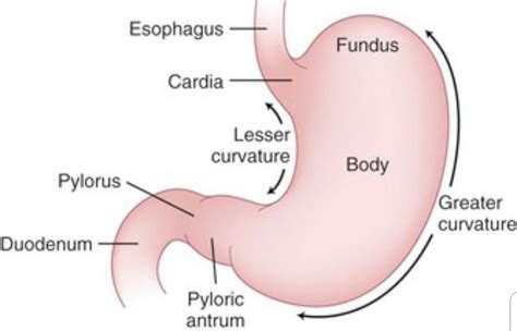 Stomach anatomy