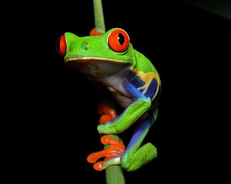 Pin by Kyoung Lee on Earth | Red eyed tree frog, Tree frogs, Animals