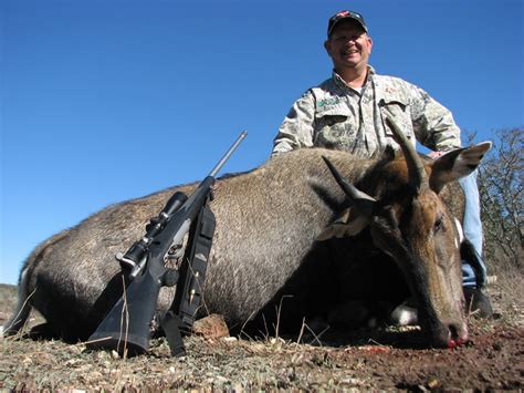 Nilgai Hunt : Dan Moody Texas Hunting Guide Services