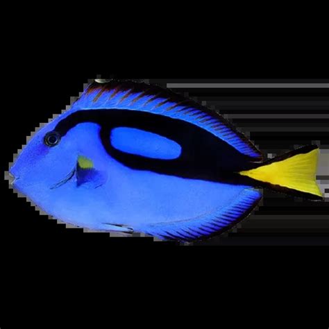 Marine Fish Blue Tang Small Size (Paracanthurus hepatus)