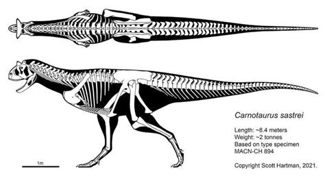 Carnotaurus skeleton | Animais pré-históricos, Arte com tema de ...