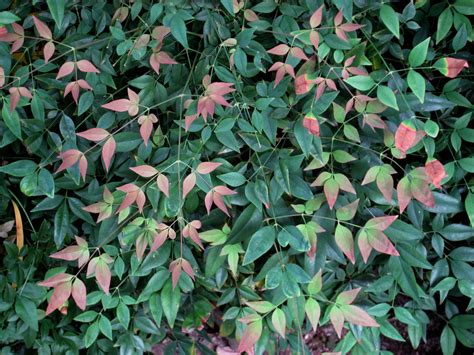 Nandina domestica ‘Harbour Dwarf’ | Plants Direct – Victoria, BC