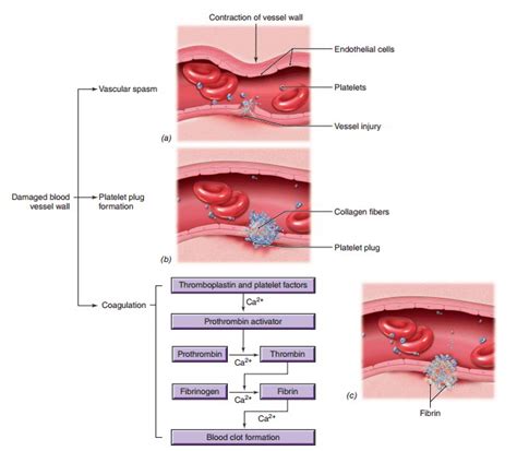 Stages Of Hemostasis