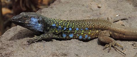 Canary Islands Natural History Tour - Spring Wildlife in Tenerife & La Gomera