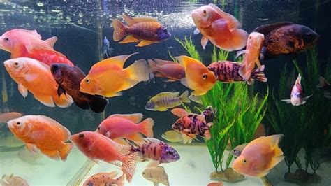 Exotic Fish at Austin Aquatic Aquarium Fish Shop - YouTube