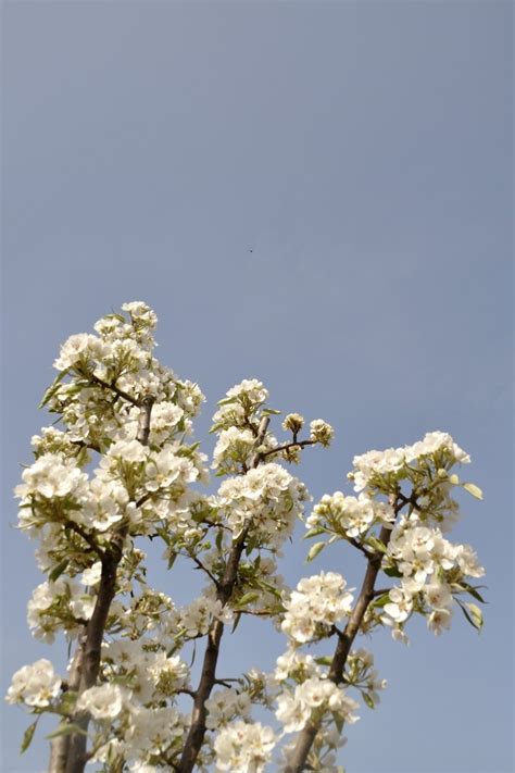 pear tree blossom Free Photo Download | FreeImages