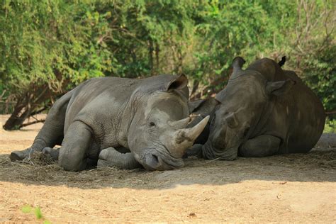 Gray Rhinoceros Lying on Ground · Free Stock Photo