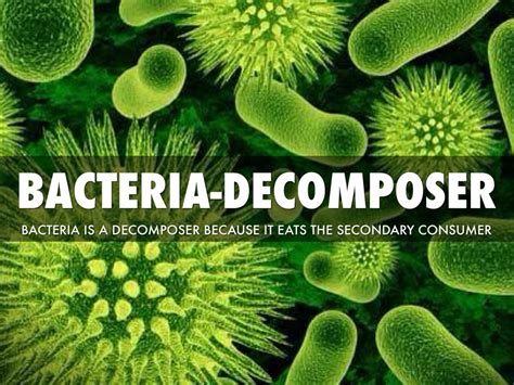 Is Bacteria A Decomposer - all about bacteria images