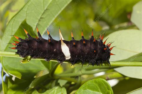 Queen Alexandra's birdwing caterpillar - Stock Image - C047/1567 ...