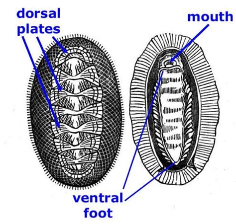 Chiton Anatomy - Anatomical Charts & Posters