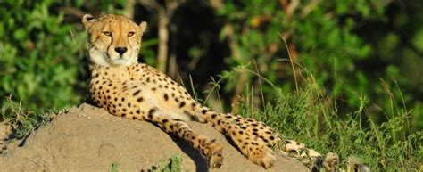 Cheetah Plains | Sabi Sand Game Reserve | South Africa