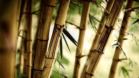 90+ Bamboo HD Wallpapers and Backgrounds