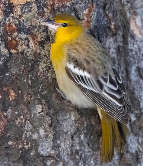 Oriole de Bullock, Bullock's Oriole, Icterus bullockii. DS… | Flickr