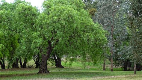 MAP: MELBOURNE STREET TREES 107 - PEPPER TREE