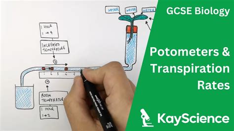 How To Use a Potometer - Biology GCSE | kayscience.com - YouTube