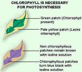 #40 Photosynthesis investigations – chlorophyll, CO2, light tests | Biology Notes for IGCSE 2014