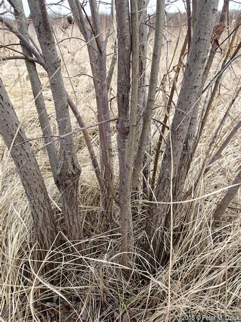 Salix planifolia (Diamond-leaf Willow): Minnesota Wildflowers