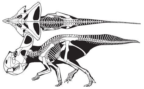 Protoceratops Skeleton