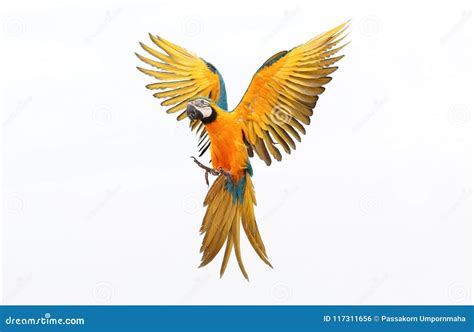 Colorful Flying Parrot Isolated on White Stock Photo - Image of gold ...