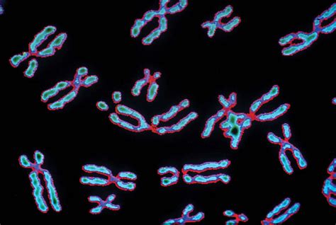 Chromosomes Of A Human