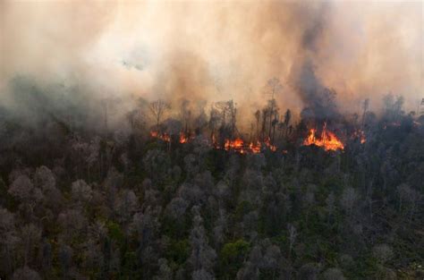 Potret Hutan Indonesia yang Katanya Paru-paru Dunia, Tapi Makin Menipis ...