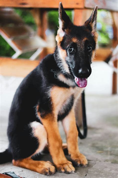 10 traits to look for in pure bred original german shepherd - German Shepherd Training Info