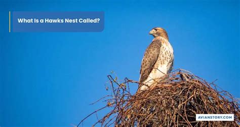 Hawks Nesting: What Does It Look Like?