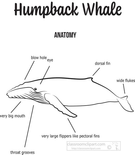 Whale Clipart Clipart - humpback-whale-anatomy-illustration-vector ...