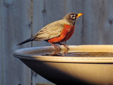 Winter Is Coming: Your Birds Need a Heated Bird Bath - Birds and Blooms