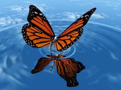 Butterfly Migration Threatened