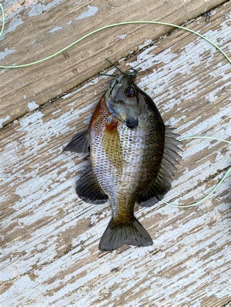 Sunfish, Bluegill ER99999 | www.roughfish.com