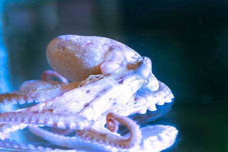 hectocotylus - Royalty Free Stock Photos and Images - Stocklib