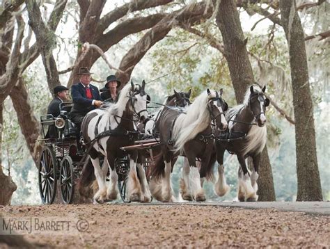 Pin on Horses - Working