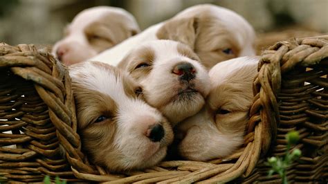 animals, Dogs, Puppies, Sleeping, Baskets Wallpapers HD / Desktop and Mobile Backgrounds