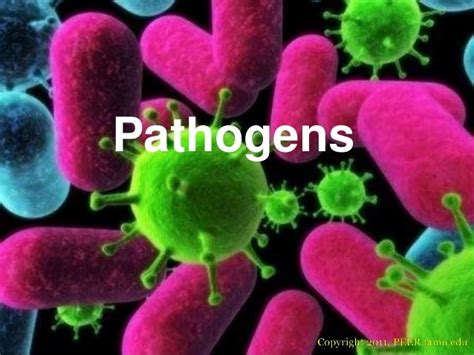 Pathogenic bacteria associated with different categories of food