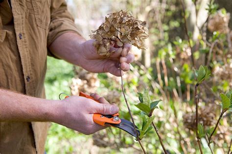 How to prune a hydrangea in spring – Artofit