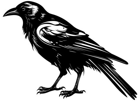 Crow Black and White 25876280 Vector Art at Vecteezy