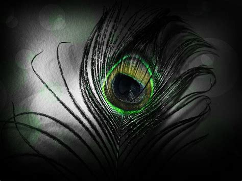 Peacock Feather Wallpaper Hd Black Background ~ Feather Drop, Hd Nature ...