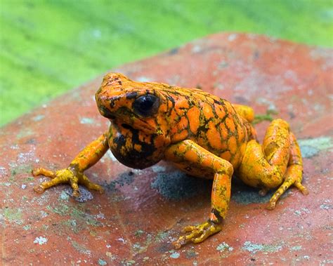 Oophaga sylvatica, Little Devil Poison Frog, in habitat. IUCN Redlist: Near Threatened ...