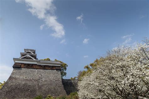 Kumamoto Castle Cherry Blossoms | Offizielle Tourismus-Website der Präfektur Kumamoto verwendet