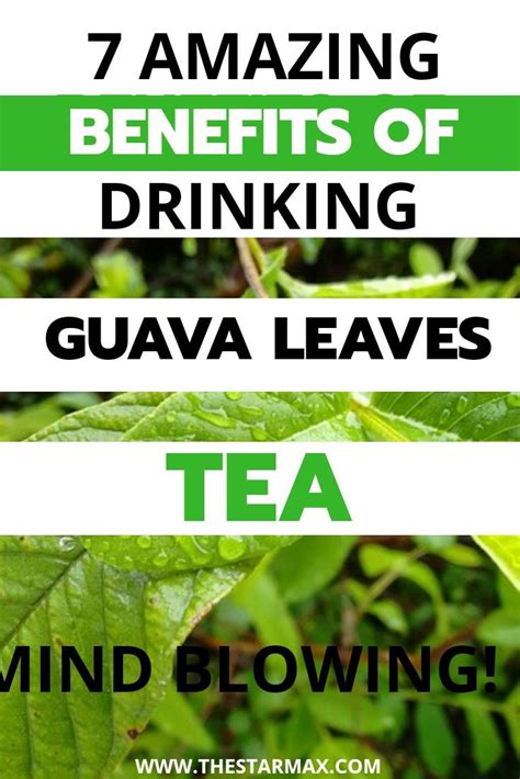 7 benefits of drinking guava leaves tea | Guava benefits, Guava leaves, Guava leaf tea