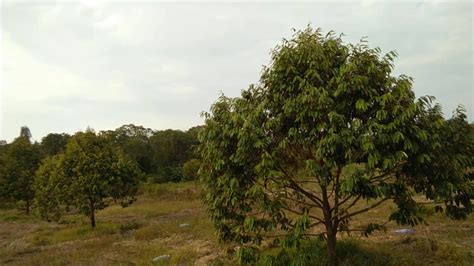 Kebun durian Musang King di kepulauan Batam - YouTube