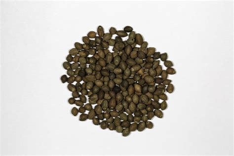 Rivea corymbosa (Ololiúqui) Seeds – NDG Botanicals