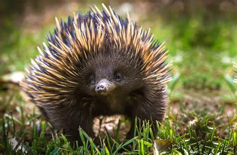 Echidna - Description, Habitat, Image, Diet, and Interesting Facts