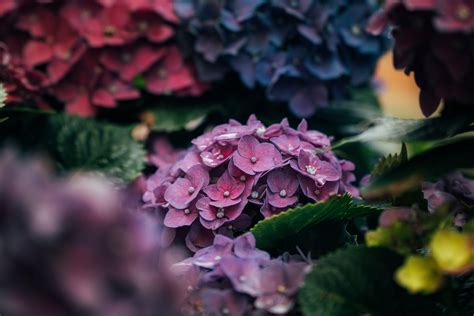 Purple hydrangea flower in closeup photo HD wallpaper | Wallpaper Flare